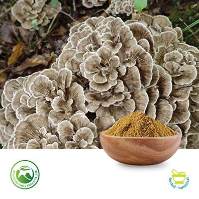 Maitake Mushroom Extract 50% Polysaccharides (10:1) by Xi'an Herbs Valley