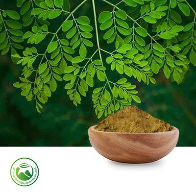Moringa Leaf Extract 10:1 by Xi'an Herbs Valley