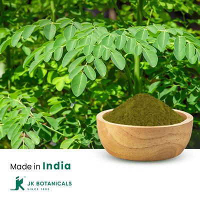 Moringa Oleifera Leaves Powder Steam Treated by JK Botanicals