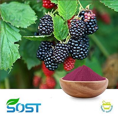Mulberry Powder   by SOST
