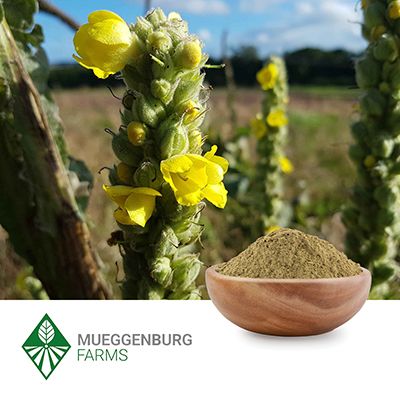 Mullein Leaf, Powder  by Mueggenburg USA
