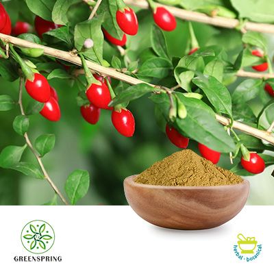 Natural Goji Berry Extract 50% Polysaccharides by UV by Green Spring