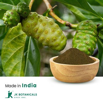 Noni Powder Steam Treated by JK Botanicals