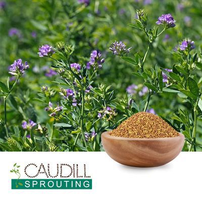 Organic Alfalfa Seeds by Caudill Sprouting