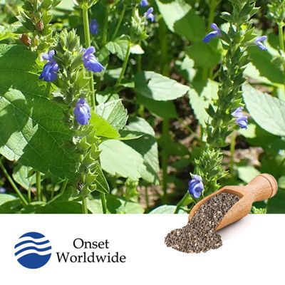 Organic Black Chia Seeds (Treated) by Onset Worldwide