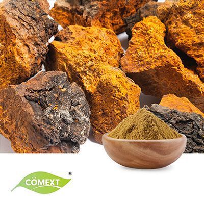 Organic Chaga Mushroom Extract 30% Polysaccharide by Comext