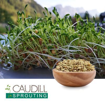 Organic Green Lentil Seeds by Caudill Sprouting