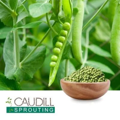 Organic Green Pea Seeds by Caudill Sprouting