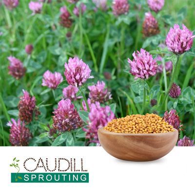 Organic Red Clover Seeds by Caudill Sprouting