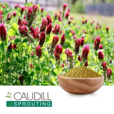 Organic Crimsom Clover Seeds by Caudill Sprouting