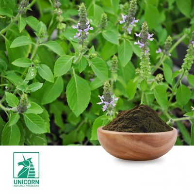 Organic Holy Basil Powder by Unicorn