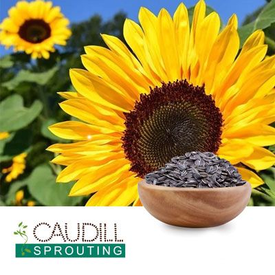 Organic Sunflower Seeds by Caudill Sprouting