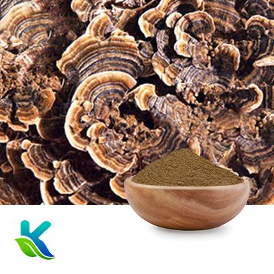 Organic Turkey Tail Mushroom Extract 50% Polysaccharides by Hunan Naturext