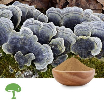 Organic Turkey Tail Mushroom Powder by Aloha Medicinals