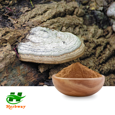 Phellinus Linteus Mushroom Extract 50% Polysaccharides by Changsha Herbway