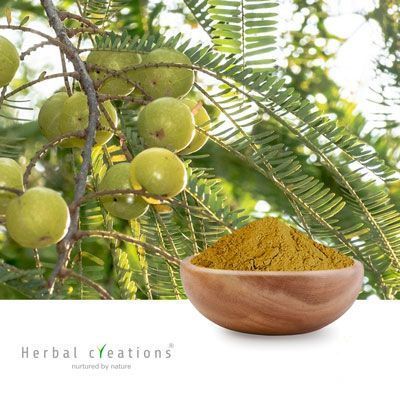 PHYLLANTHUS NIRURI EXTRACT 3% Bitters By Gravimetry by Herbal Creations