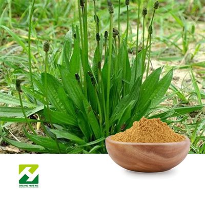 Plantain Leaf Extract 10:1 by Organic Herb Inc