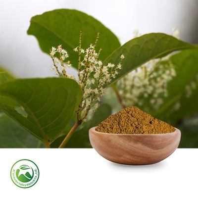 Polygonum Cuspidatum Extract Resveratrol 10% by Xi'an Herbs Valley