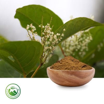 Polygonum Cuspidatum Extract Resveratrol 20% by Xi'an Herbs Valley