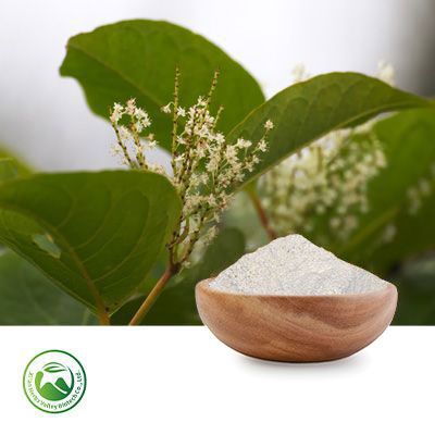 Polygonum Cuspidatum Extract Resveratrol 98% by Xi'an Herbs Valley