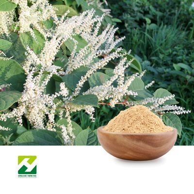 Polygonum Cuspidatum Extract 50% Trans-Resveratrol by Organic Herb Inc