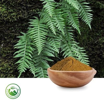 Polypodium Leucotomos Extract 10:1 by Xi'an Herbs Valley
