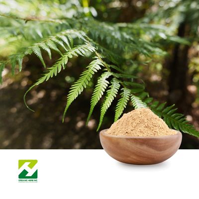 Polypodium Leucotomos Extract 10:1 by Organic Herb Inc
