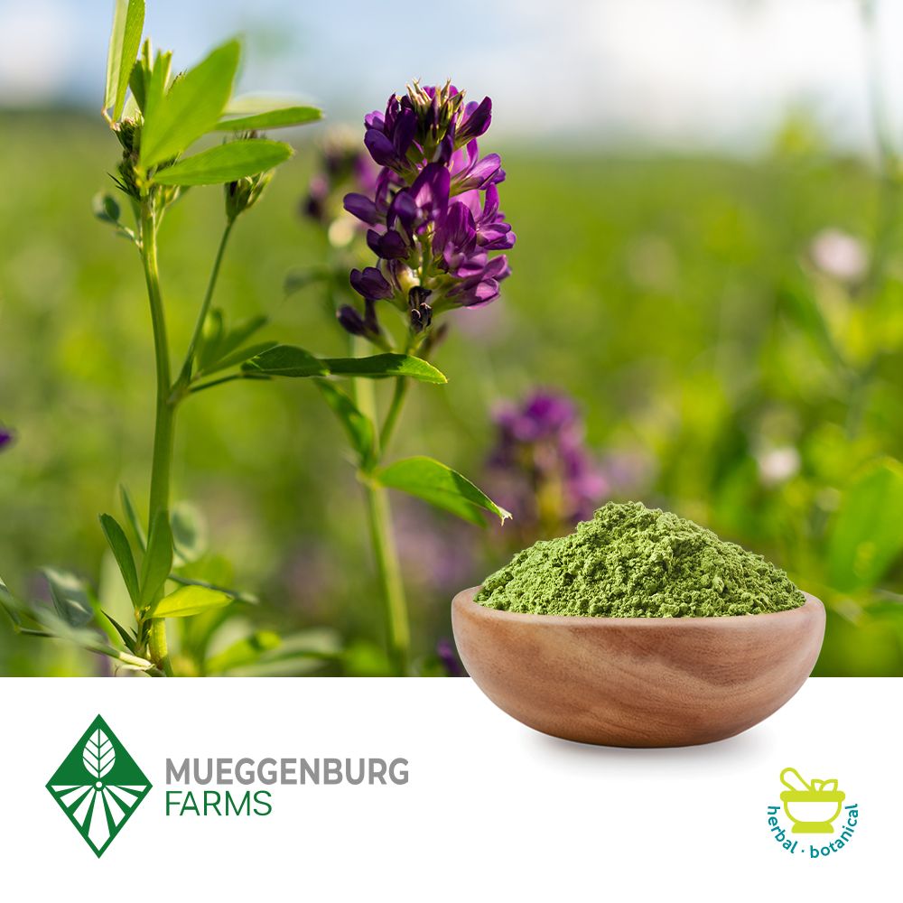 Bulk Alfalfa Herb Powder Ingredients Online