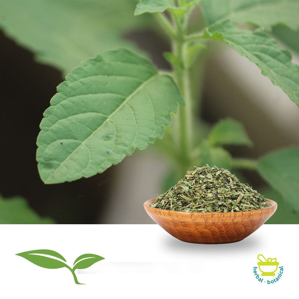 Basil C/S (Organic) by American Botanicals