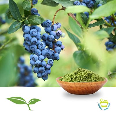 Bilberry Leaf Powder by American Botanicals