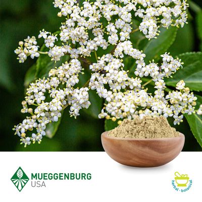 Elder Flower, Powder by Mueggenburg USA