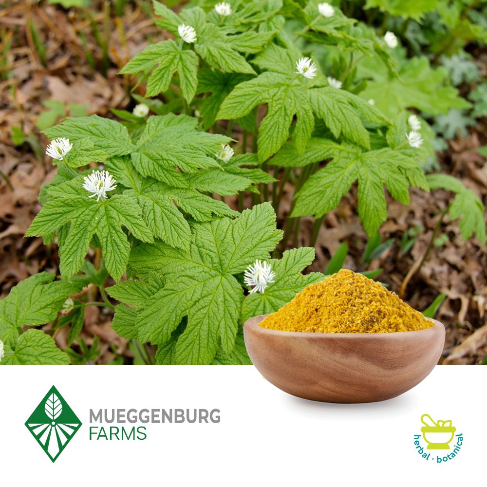 Purchase Bulk Goldenseal Herb Ingredients Online