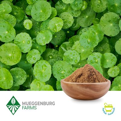 Gotu Kola Herb Powder by Mueggenburg USA