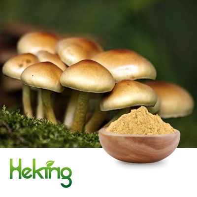 Agaricus Blazei Murrill Extract 50% polysaccharide by Heking