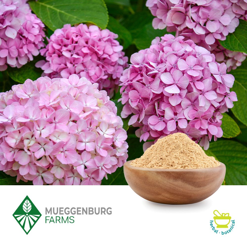 Hydrangea Root Powder by Mueggenburg USA