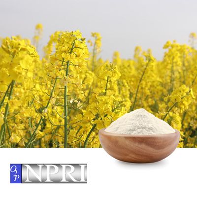 Canola Oil Powder on Maltodextrin by NPRI O2P