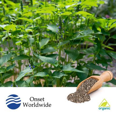 Organic Black Chia Seeds by Onset Worldwide