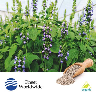 Nitro-Milled® Conventional Black Chia Seeds by Onset Worldwide