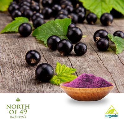 Organic Blackcurrant Powder by North of 49 Naturals