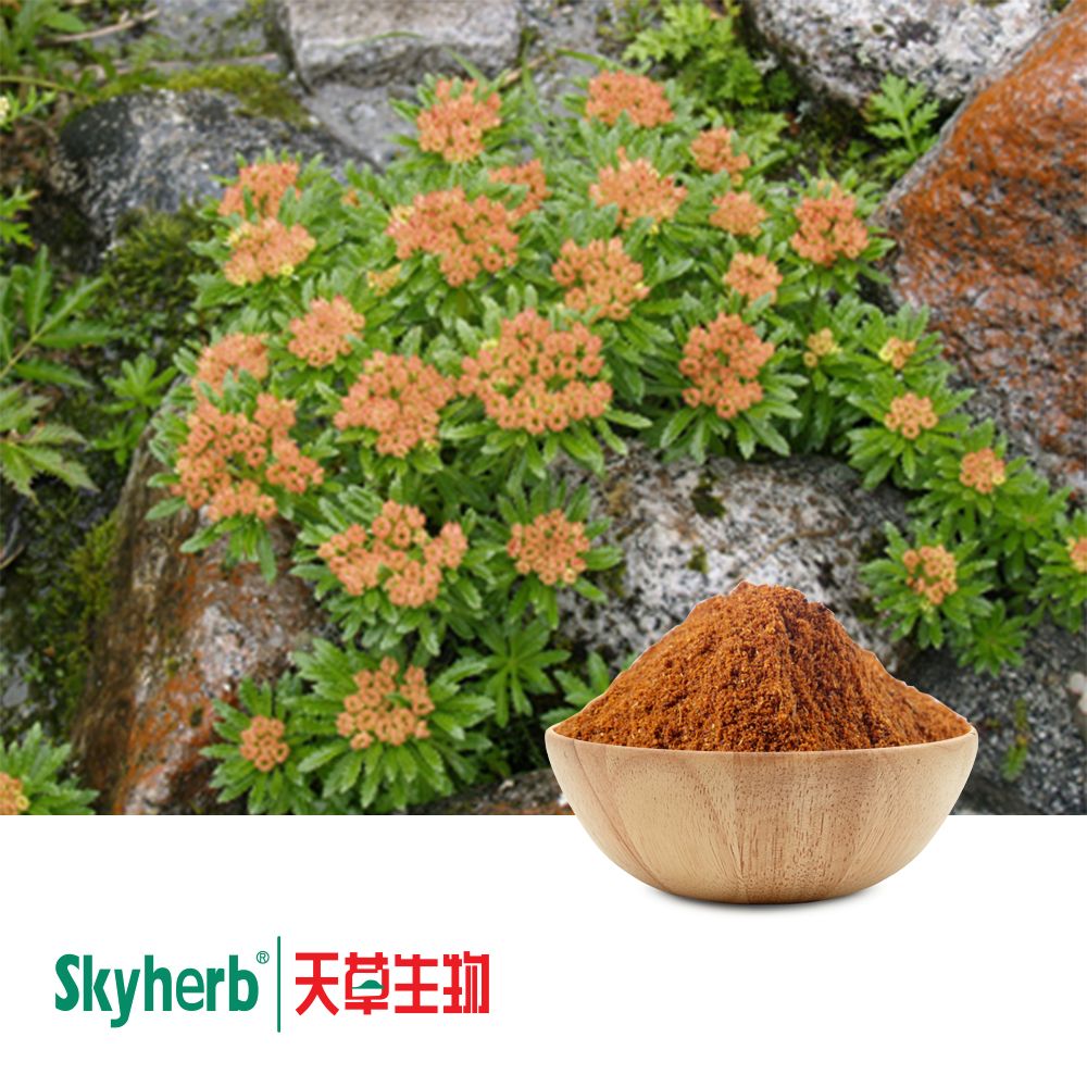 Rhodiola Rosea Extract Rosavins 3% Salidroside 1% by Skyherb