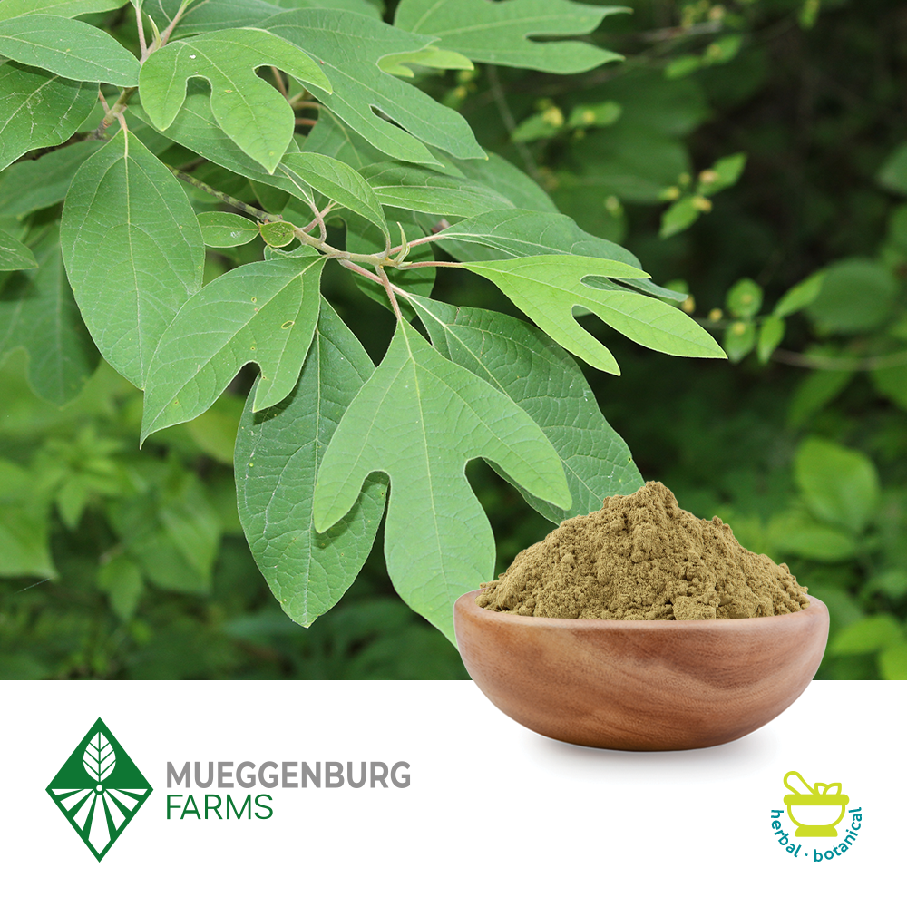Sassafras Leaf Powder by Mueggenburg USA