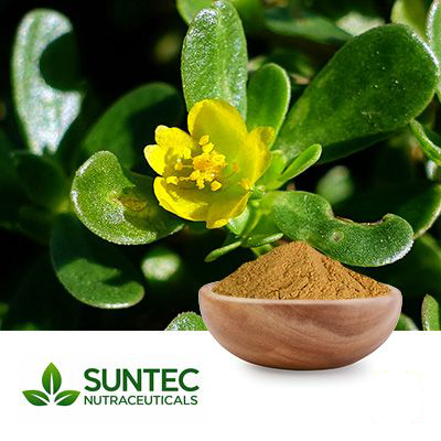 Purslane Powder by Suntec Nutraceuticals