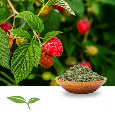 Raspberry Leaf, Cut & Sift (Organic) by American Botanicals