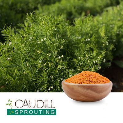 Red Lentil Seeds by Caudill Sprouting