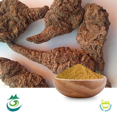 Rehmannia Extract 10:1 powder by Shaanxi Baichuan Kangze