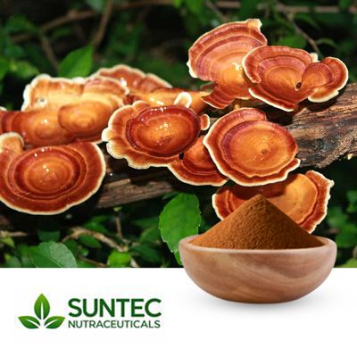 Reishi Mushroom Extract 10:1 by Suntec Nutraceuticals
