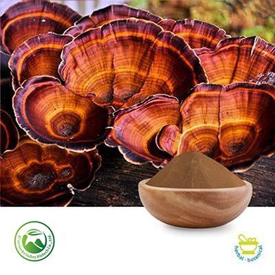 Reishi Mushroom Extract 50% Polysaccharides (10:1) by Xi'an Herbs Valley