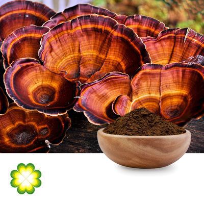 Reishi Mushroom Extract 50% Polysaccharides UV by Xi’an Rainbow