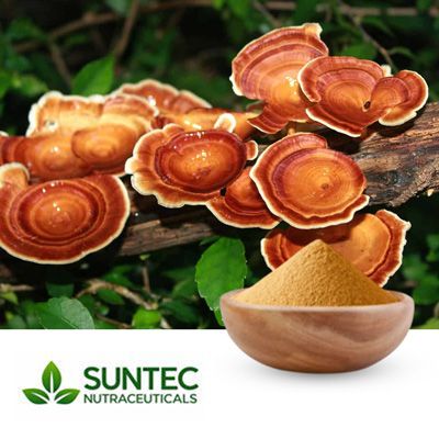 Reishi Mushroom Powder by Suntec Nutraceuticals