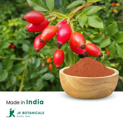 Rosehip Powder Steam Treated by JK Botanicals